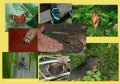 andes, amazon, wildlife, ecuad-01